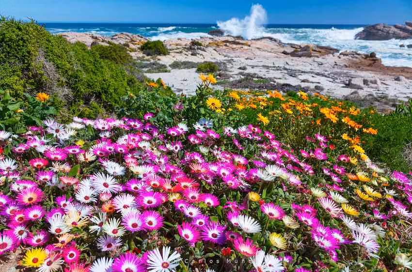 Flores silvestres en la bahía de Wildflowers, costa oeste de Sudáfrica.