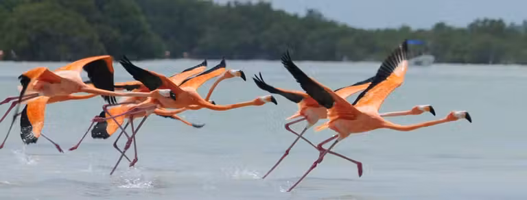 Flamencos en Yucatán