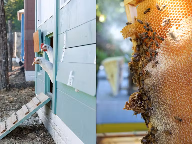 Gallinas y abejas en el Borgo Santo Pietro