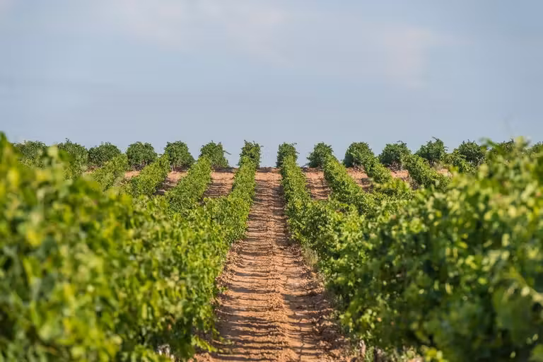 Vinos navarros, viajes a Navarra, escapadas por España