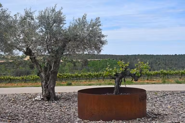 Bodega Finca Río Negro, vinos de autor a más de mil metros de altura