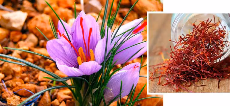 flor pistilos de azafran en madridejos