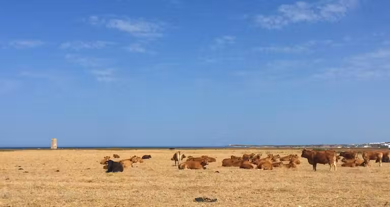 Torre de Castilnovo con vacas en primer plano.