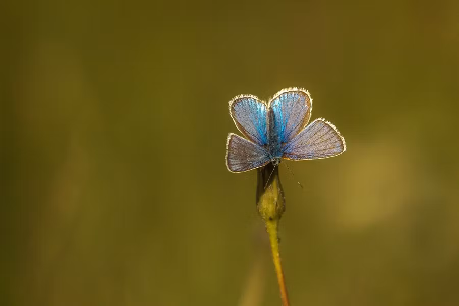 flora de lagos de plitvice, viaje a croacia