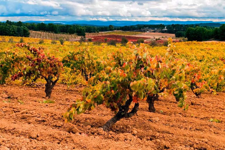 Viñas en Bodegas LoAlto.