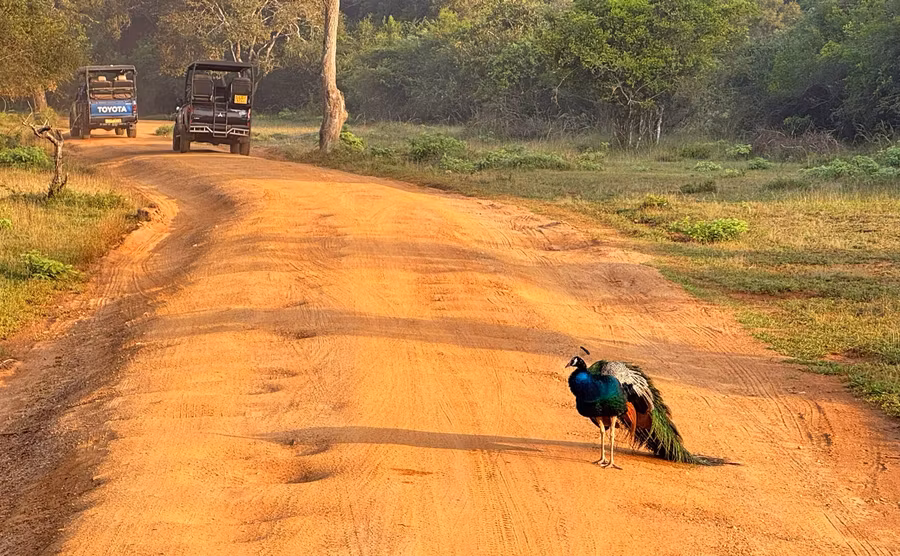 Parque Natural de Wilpattu.