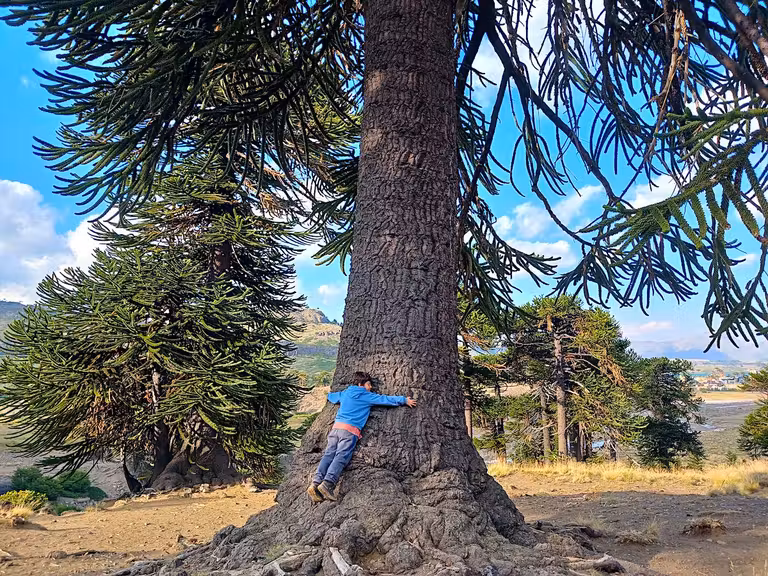 Araucarias centenarias. © Cris Aizpeoleoa