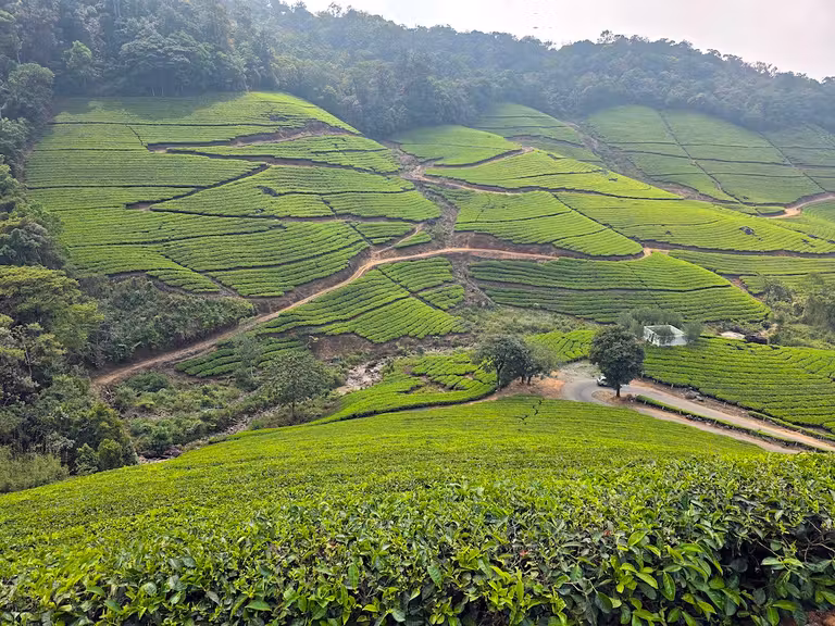 Plantaciones de té de Munnar, en Kerala