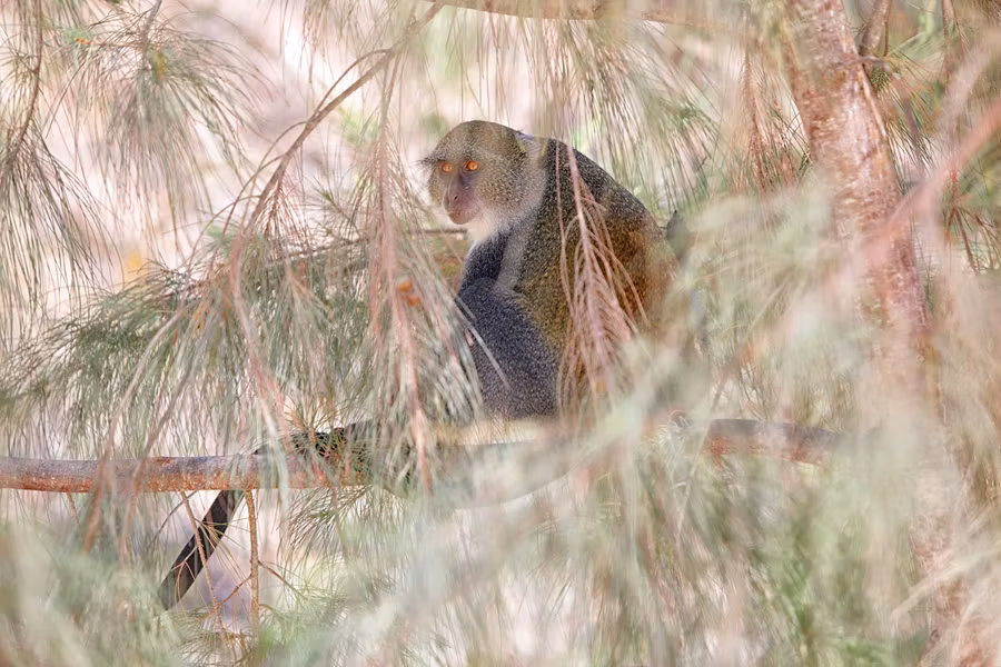 Mono azul (Cercopithecus mitis mitis) en el Jozani National Park de Zanzíbar.