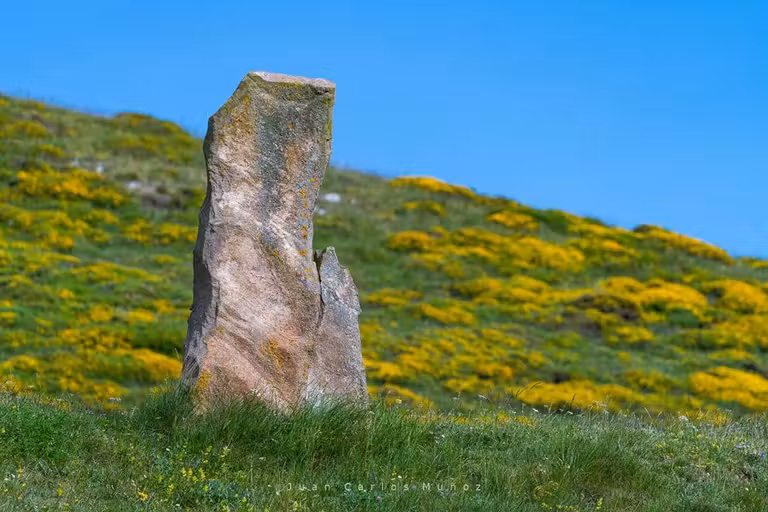 Menhir en un campo de flores en el valle de Valdeolea