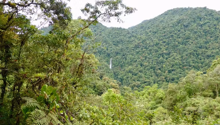 Exuberante vegetación con cascada en el Cerro de la Muerte