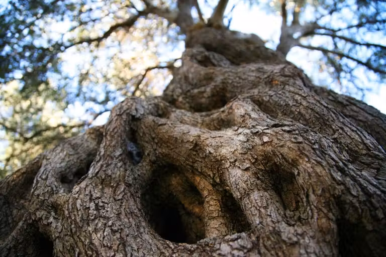 parque olivos isla pag croacia