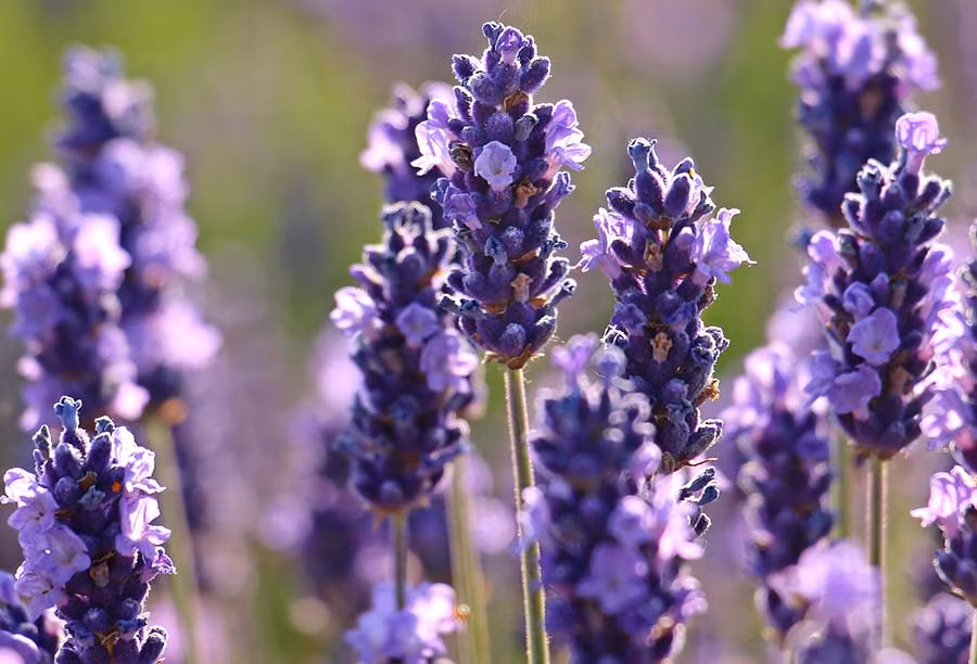 Detalle de la flor de lavanda de Guadalajara.
