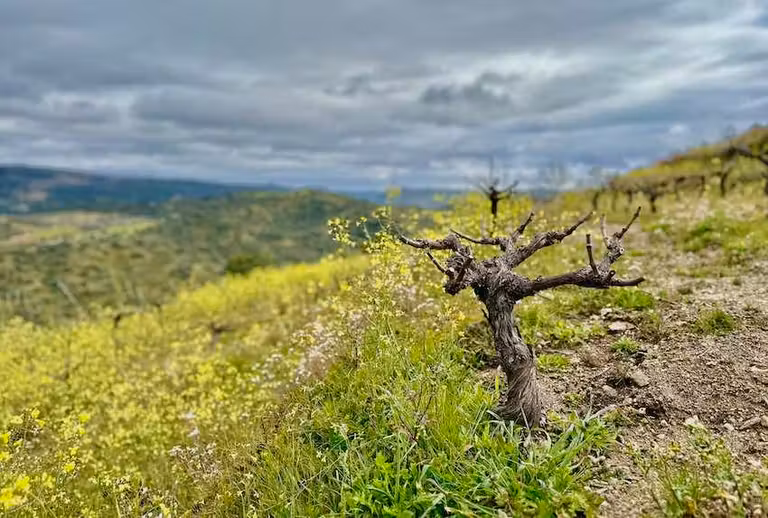 12 visitas esenciales en la Ruta del Vino de Arribes