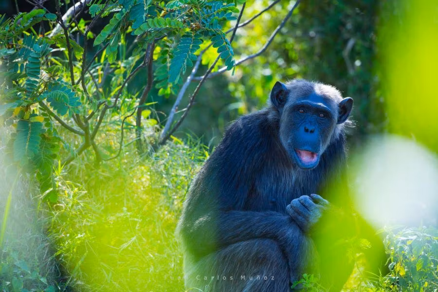chimpances que ver en kenia