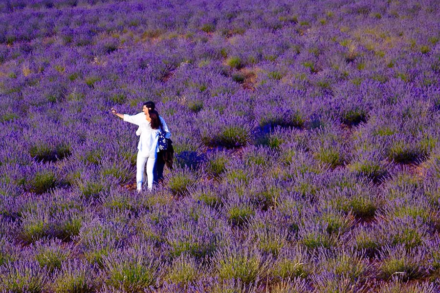 campos de lavanda, hotel Guadalajara