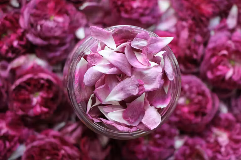 Omán se viste de rosa cada primavera