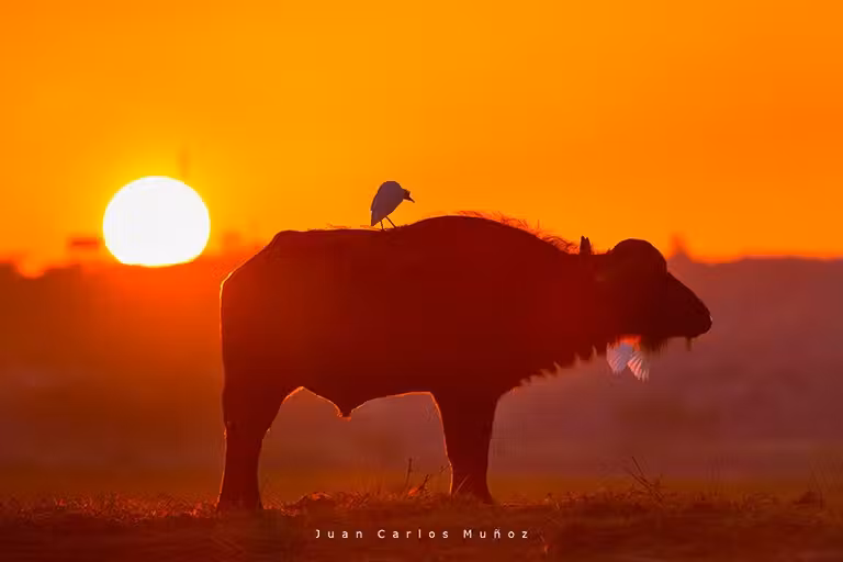Búfalo en el Delta del Okavango.