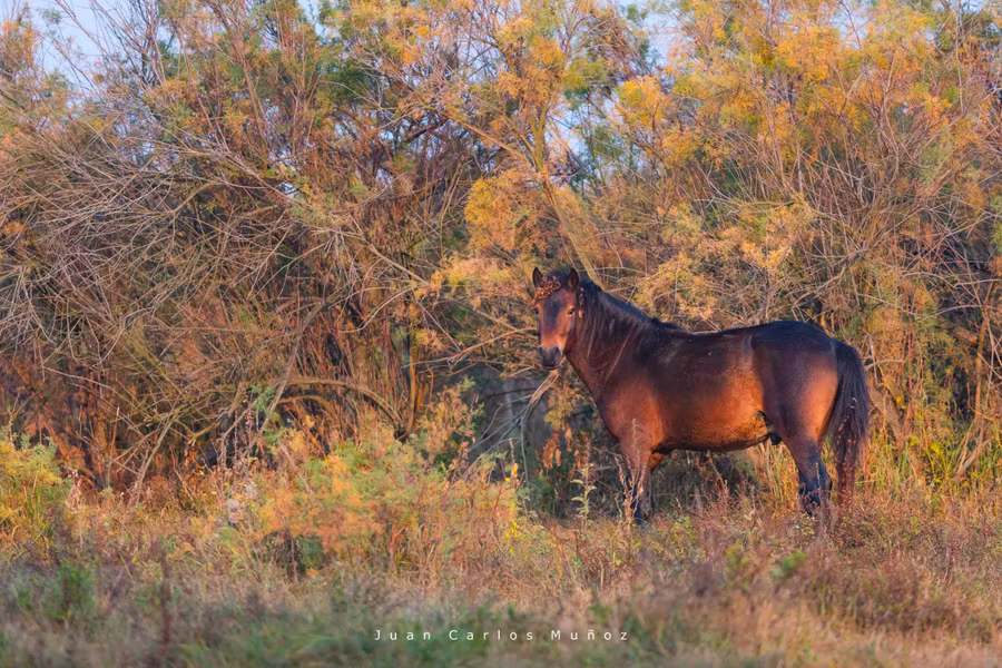 En este lugar se encuentran los últimos caballos salvajes del continente.