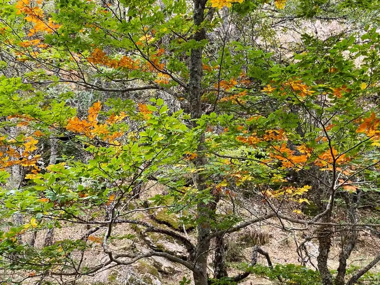 hayas en hayedo de montejo sierra