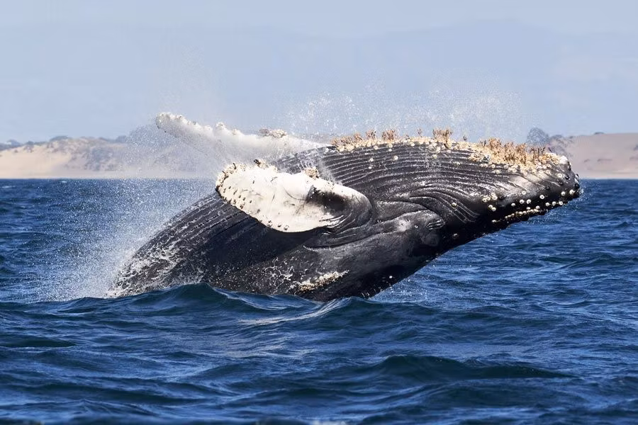 Ballena en Baja California (México).