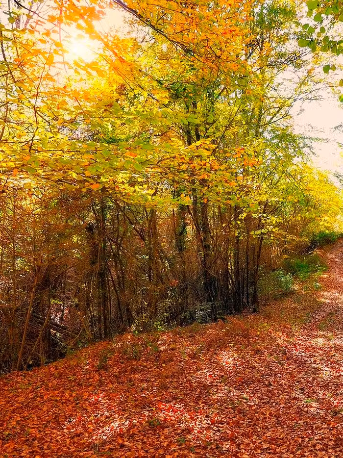 hayedo de Montejo de la sierra