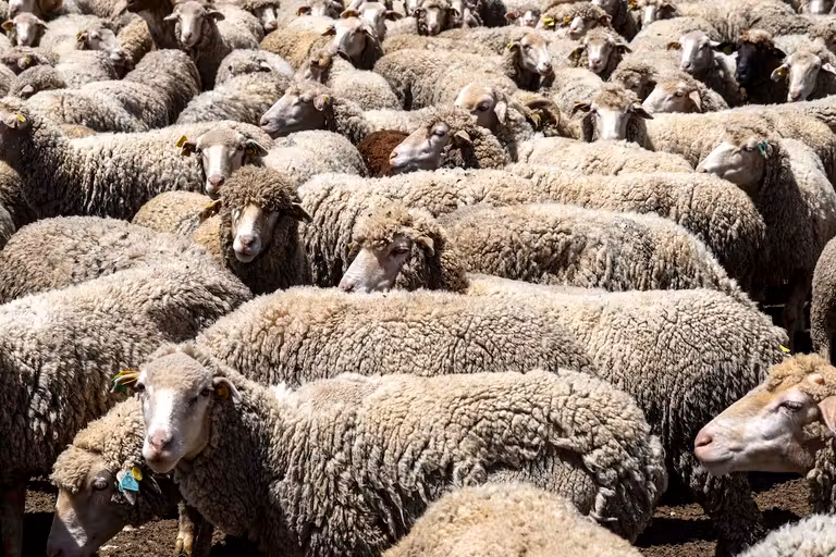 Rebaño de ovejas merinas de Diego González.