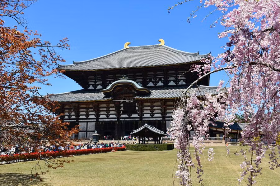 Templo Todaiji en Nara con cerezos en flor