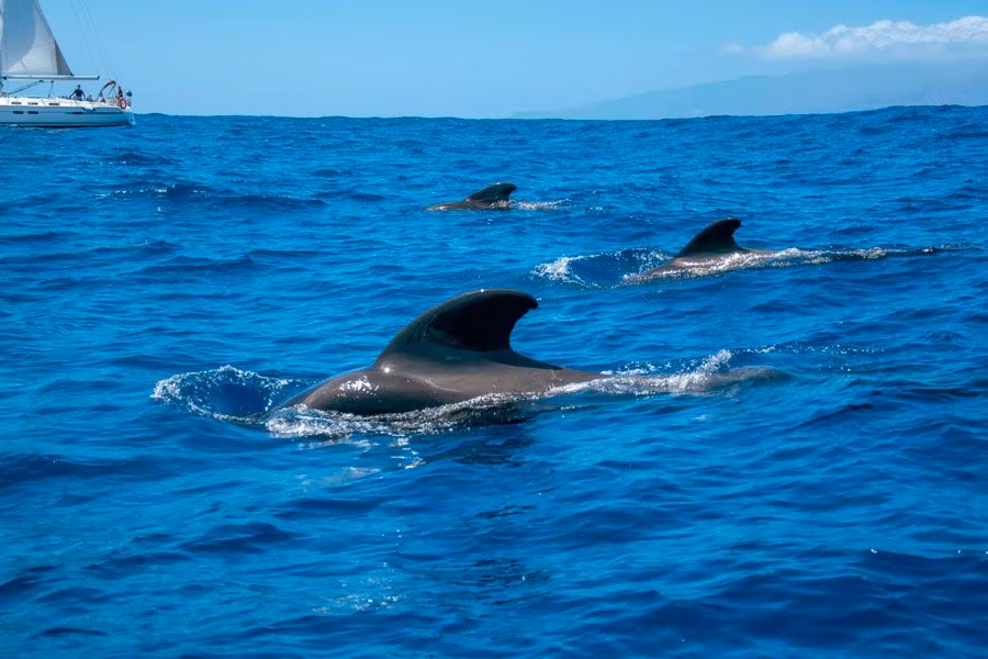 Avistamiento de cetáceos en Tenerife.