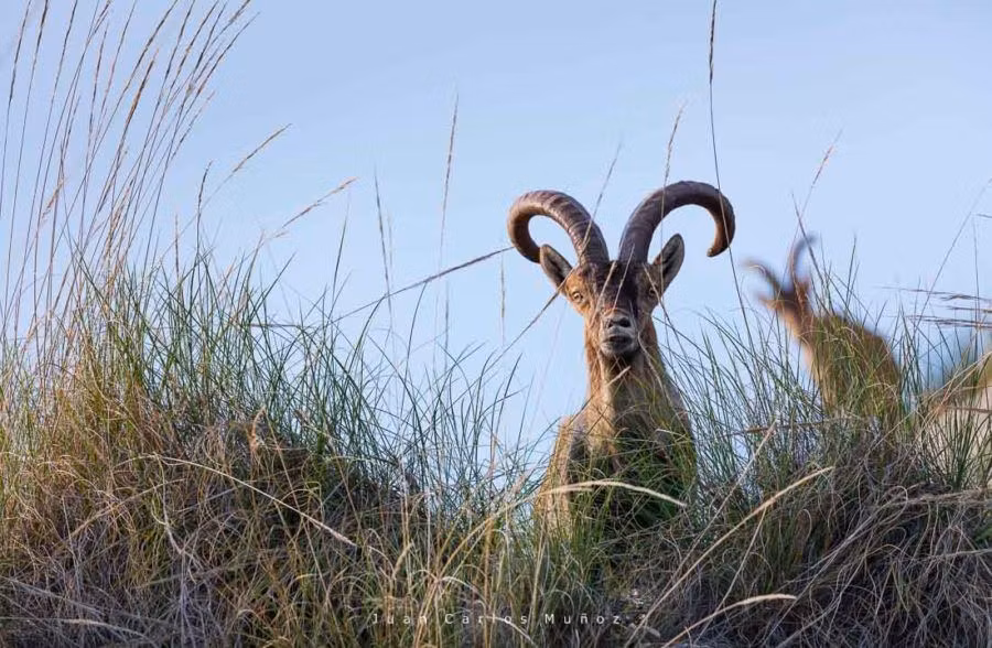 cabra montes, sierra malaga, viaje malaga, naturaleza malaga
