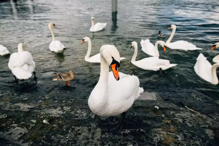 Cisnes del lago de Zúrich.