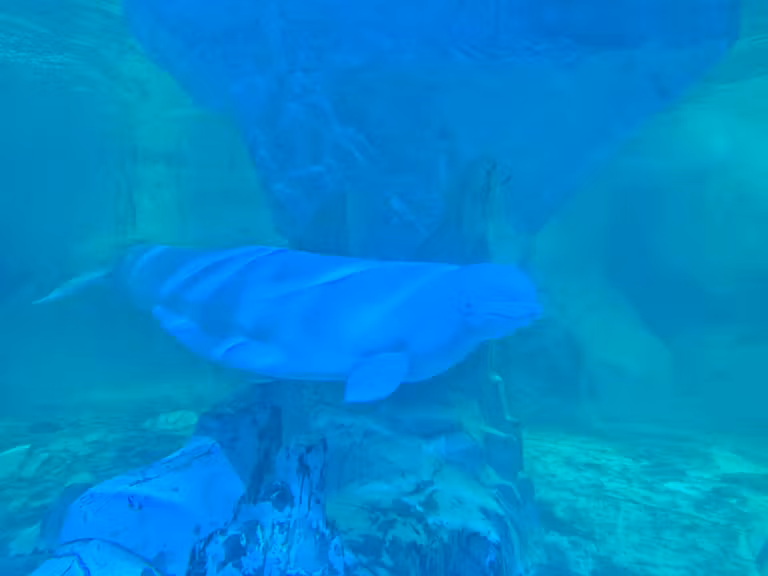 Beluga en el Oceanogràfic.