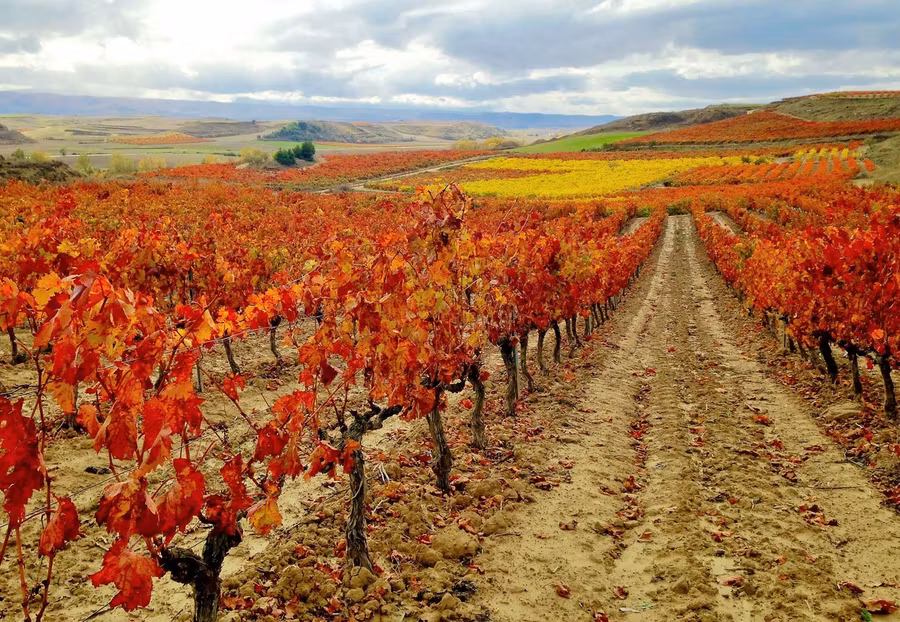 Viñedos en otoño de la Bodega Bohedal.
