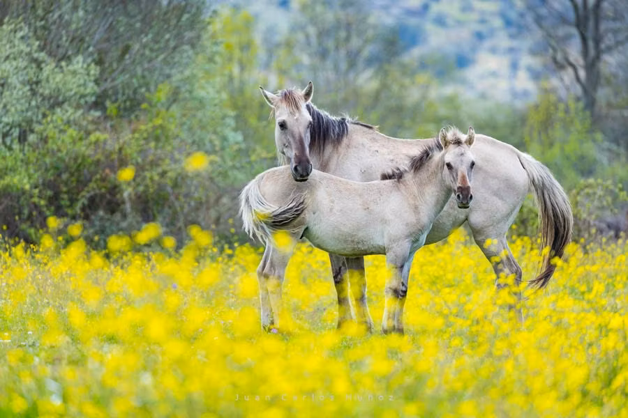 caballos, portugal, faia brava