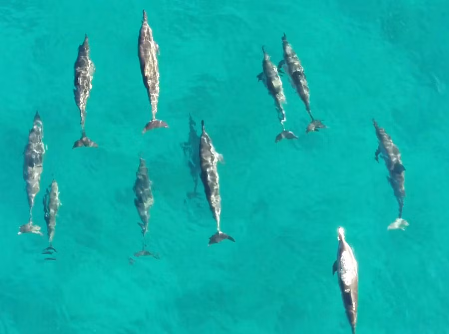 Delfines en Isla Mauricio.