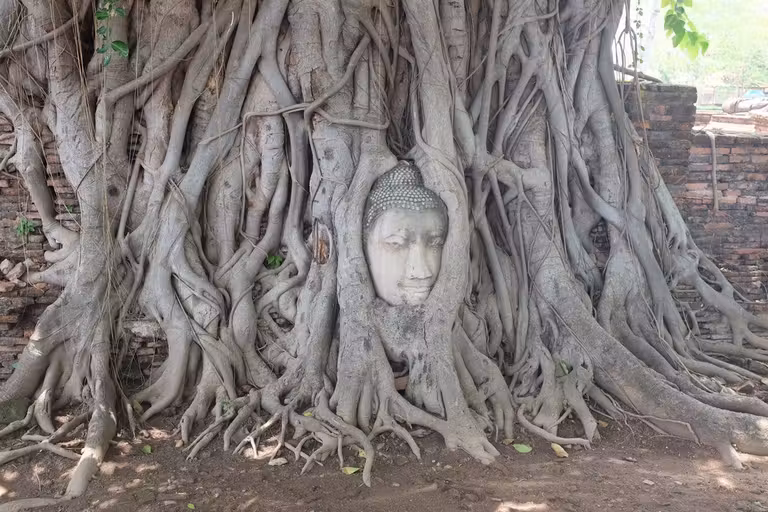 Cabeza de Buda de Wat Phra Mahathat