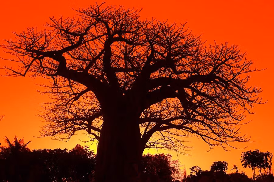 Los baobas siempre transmiten magia.