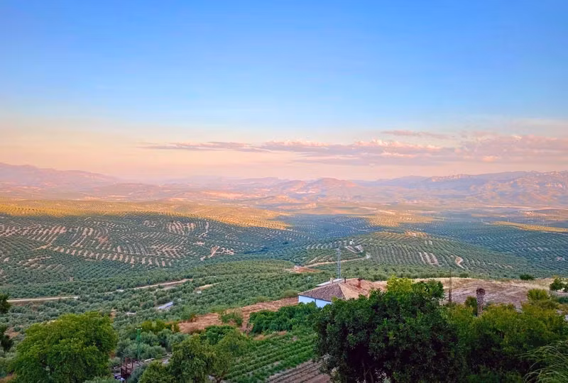 Mar de olivos de Úbeda.