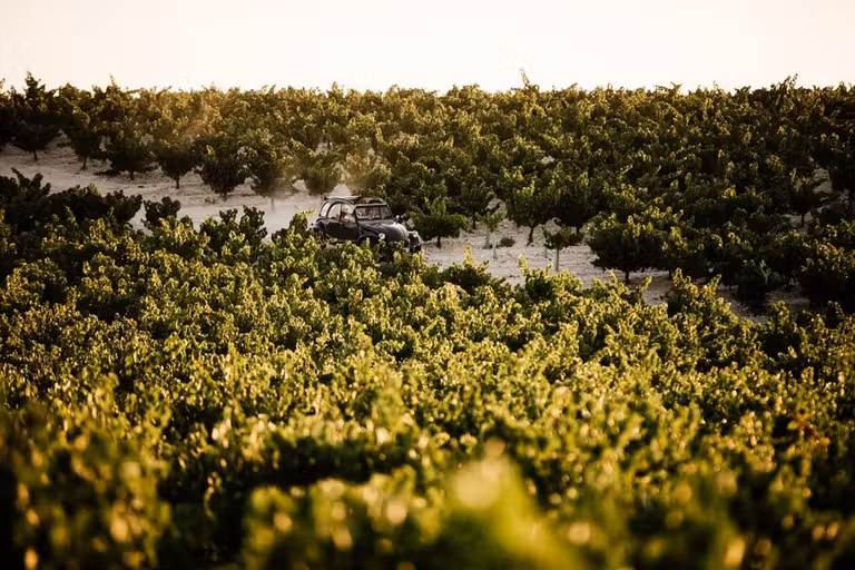 Ruta del Vino Montilla-Moriles, 20 años brindando en el corazón de Andalucía