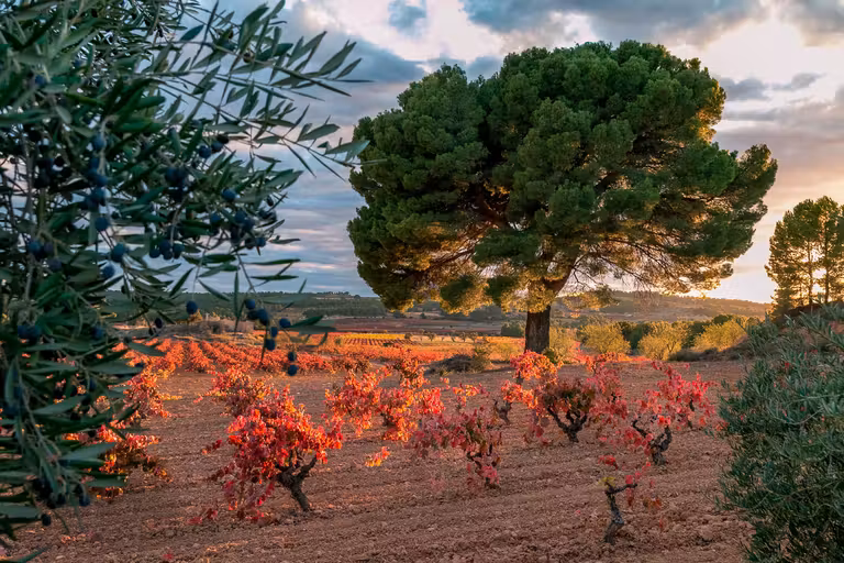 Paisaje en Bodega LoAlto.