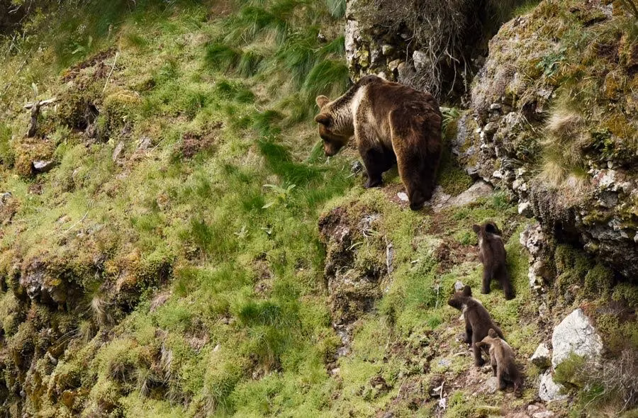 Osa con tres crías en un parque de Asturias