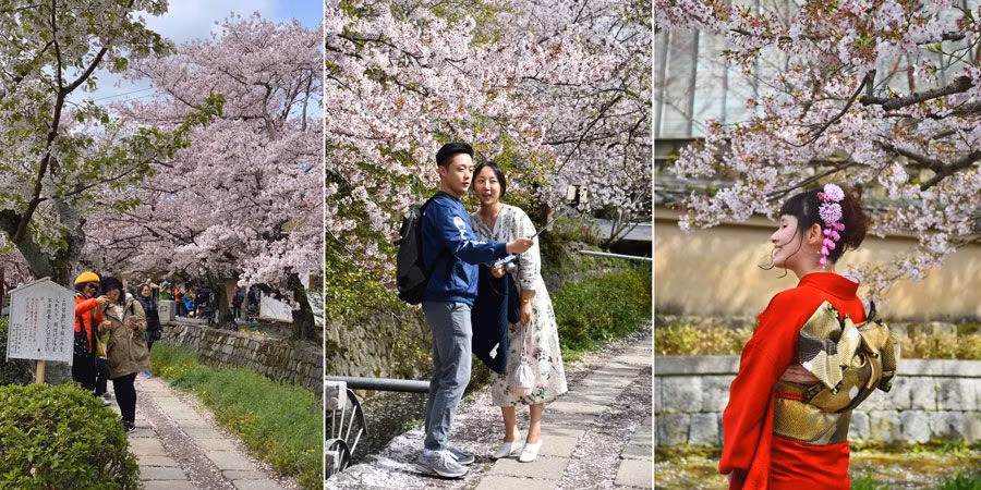 Camino del Filosófo con cerezos en flor