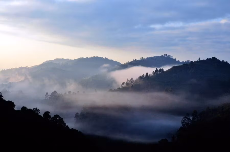 viaje gorilas uganda, bosque bwindi