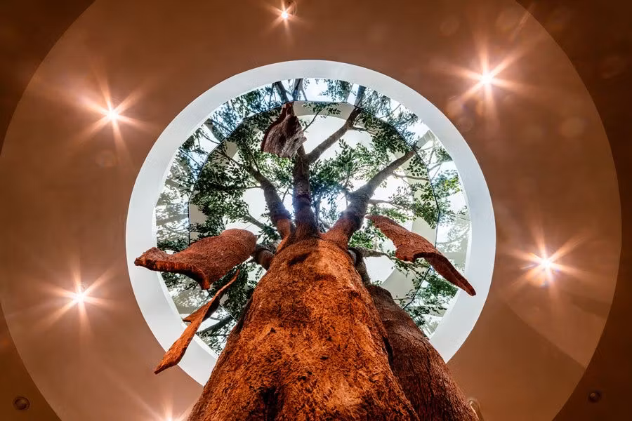 Alcornoque a tamaño natural en Planeta Corcho