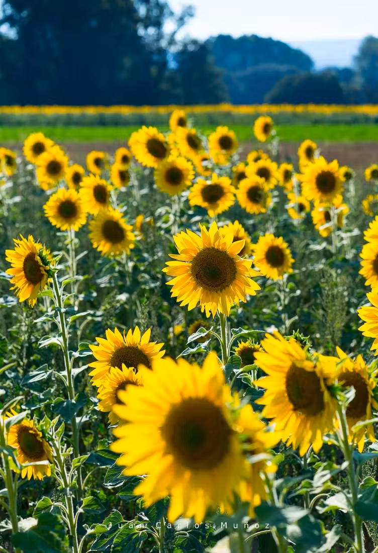 Girasoles en Valderredible.
