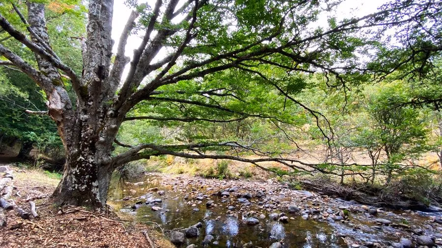 hayas en sierra madrid