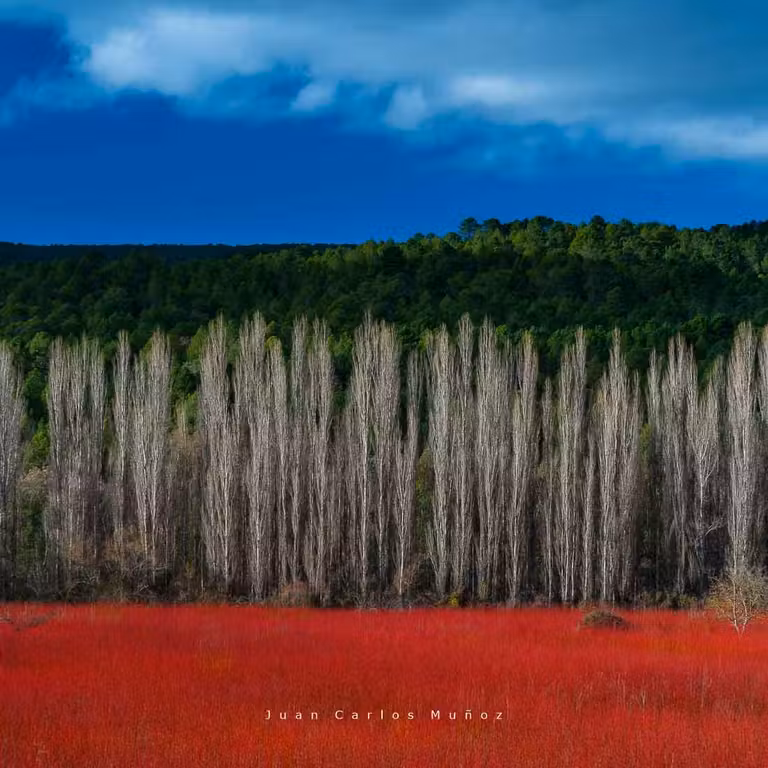mimbreras, mimbre, cuenca