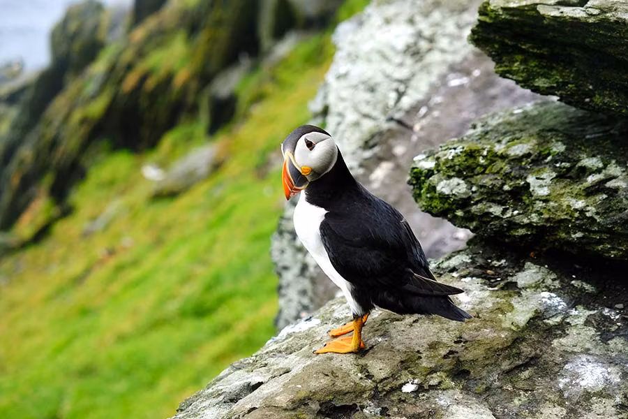 En Skellig Michael viven más de 4.000 frailecillos.