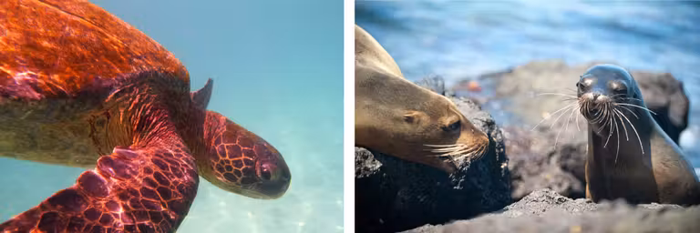 tortuga marina lobo mar islas galapagos