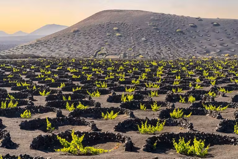 Viñedos de La Geria en Lanzarote